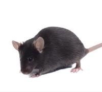 APOE Mice