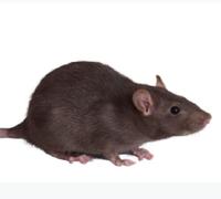 BN（Brown Norway） Rats