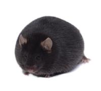 OB（B6.VLepob/J） Mice
